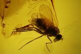 Fossil Fly (Diptera) In Baltic Amber #150748-1